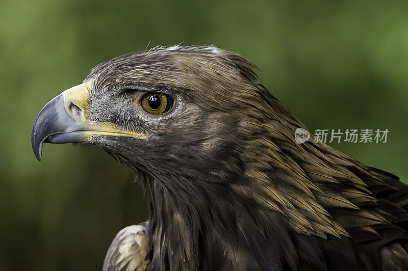 金雕(Aquila chrysaetos)是北半球最著名的猛禽之一。锡特卡,阿拉斯加。